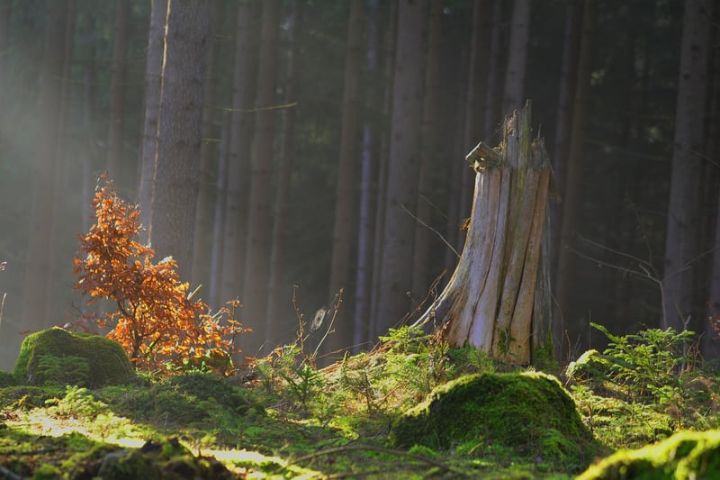 Enchanted beings