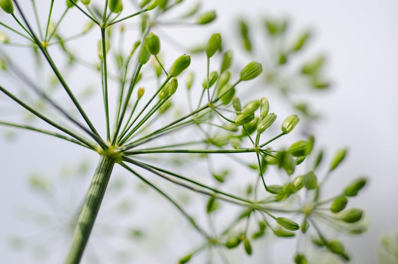 Mystical herbs